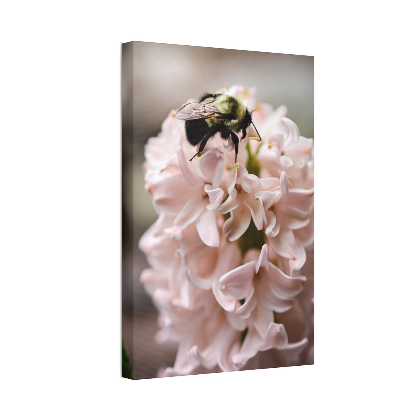 Bee on Pink Hyacinth Canvas Print ~ Botanical Wall Art