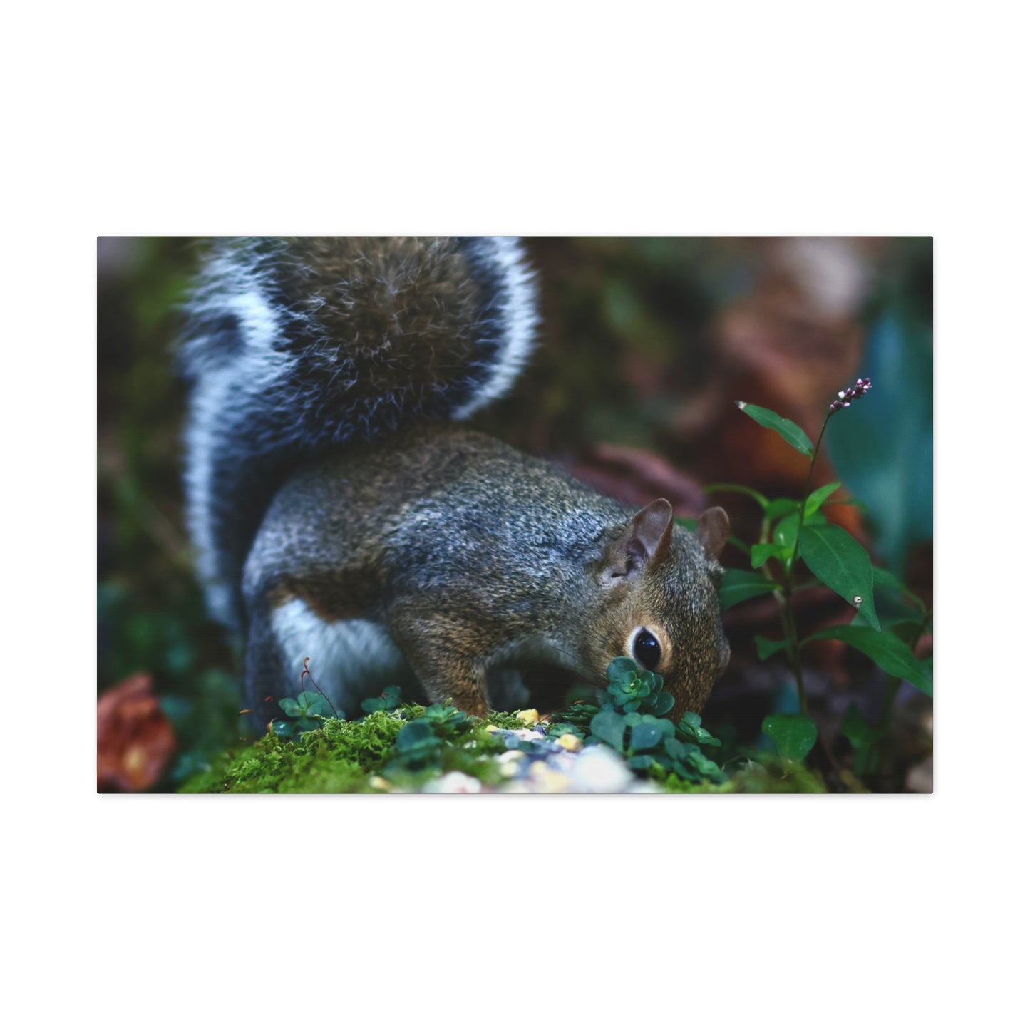 Squirrel Foraging Matte Canvas Print — Nature Wall Art, Wildlife Photography Stretched Canvas