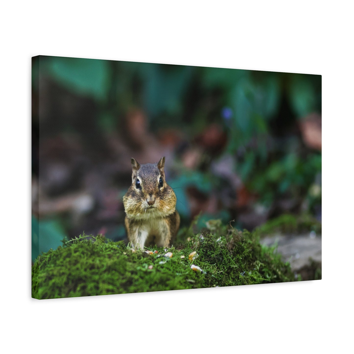 Chipmunk on Moss