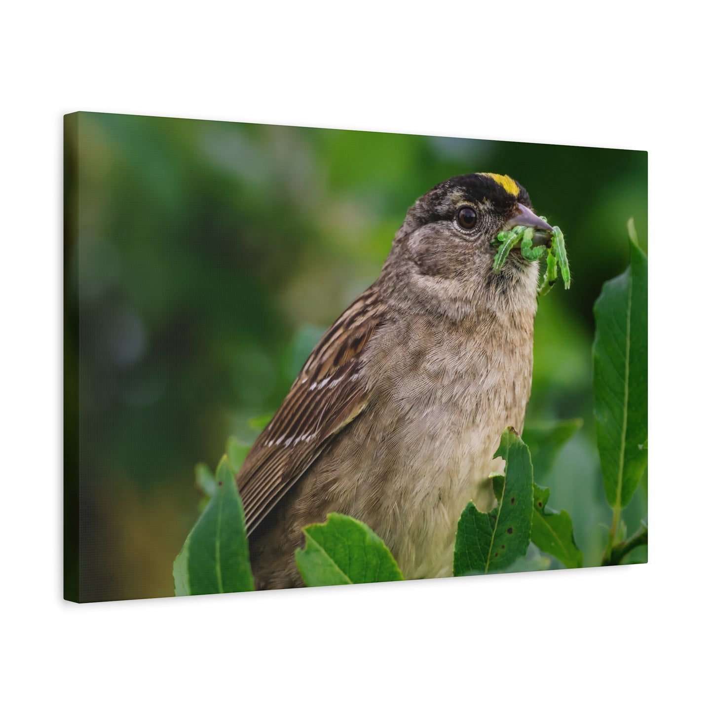 Golden-Crowned Sparrow Canvas Print, Bird Photography Wall Art