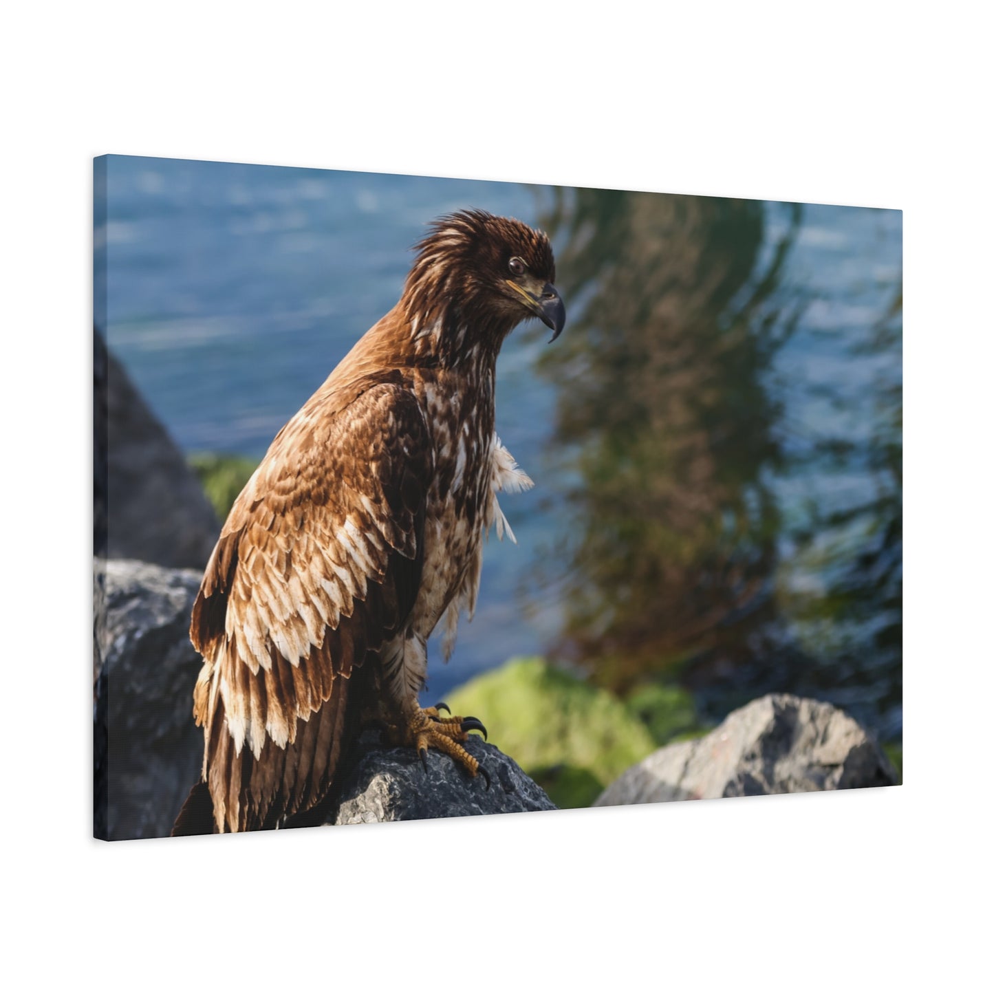 Bald Eagle Canvas Print — Coastal Wildlife Matte Stretched Art