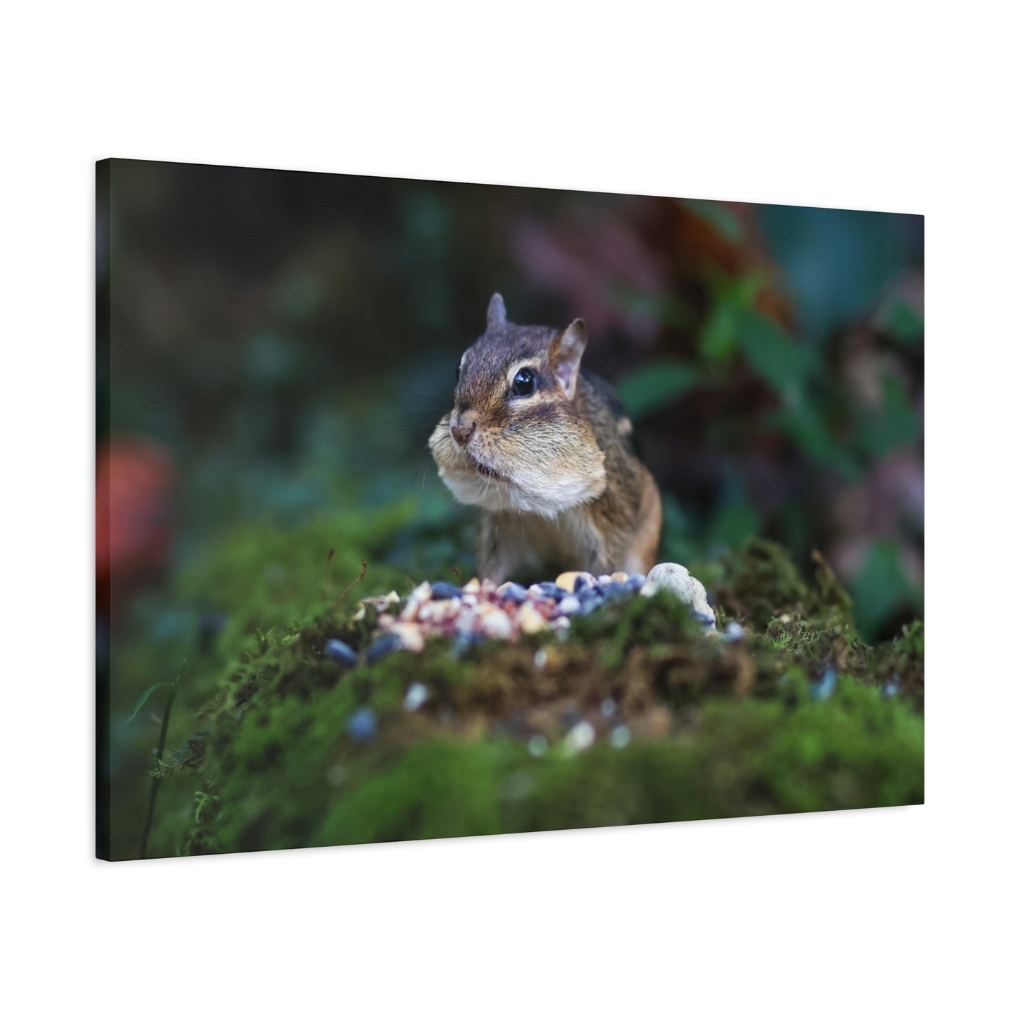 Chipmunk Close-Up Matte Canvas Wall Art ~ Cute Wildlife Photography