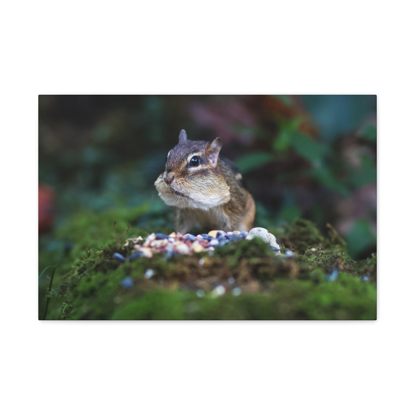 Curious Chipmunk Canvas Print – A Quiet Wildlife Moment