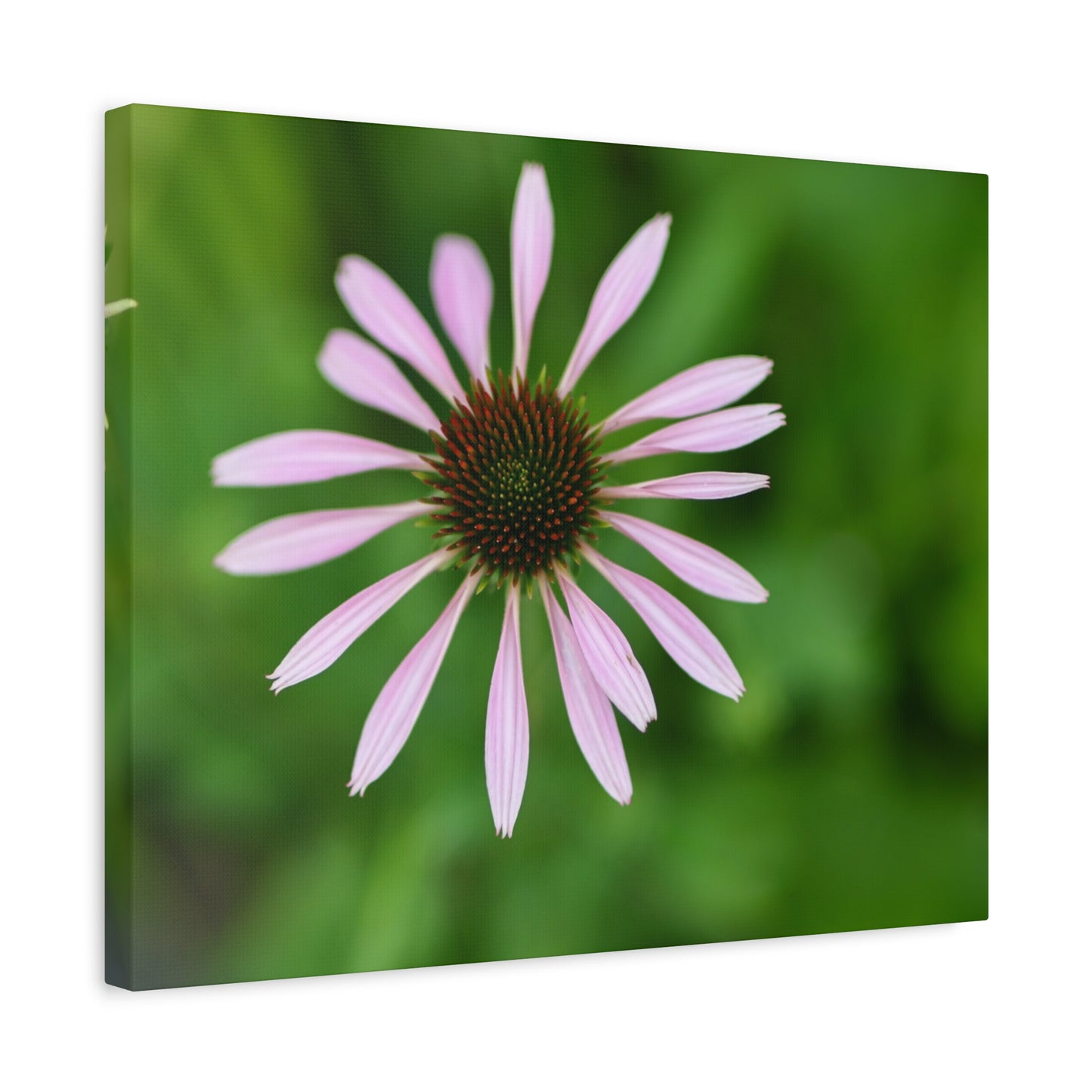Pink Coneflower Botanical Canvas Wall Art — Matte Stretched 1.25"