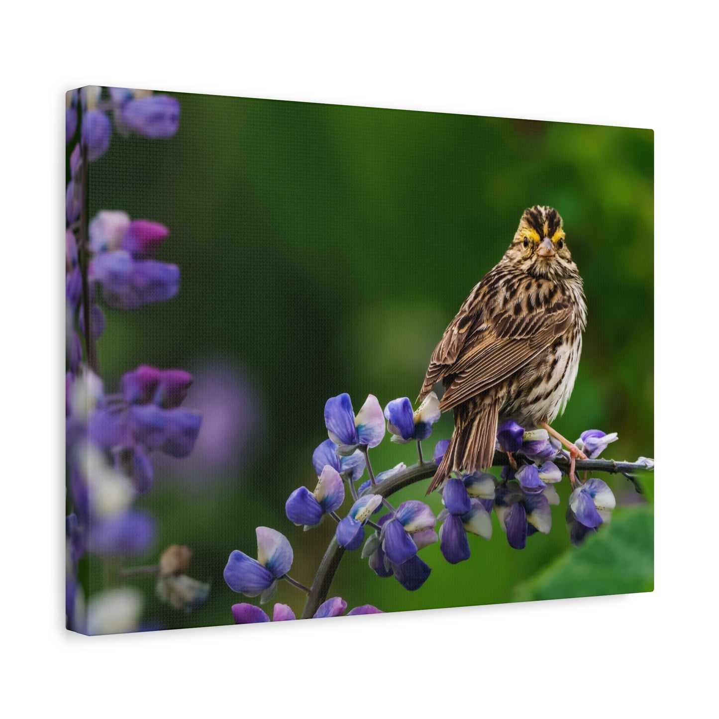 Golden Crowned Sparrow on Lupine, Matte Canvas Print Nature Wall Art