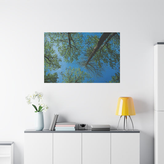 Looking Up Through The Quiet | Stretched Matte Wall Art