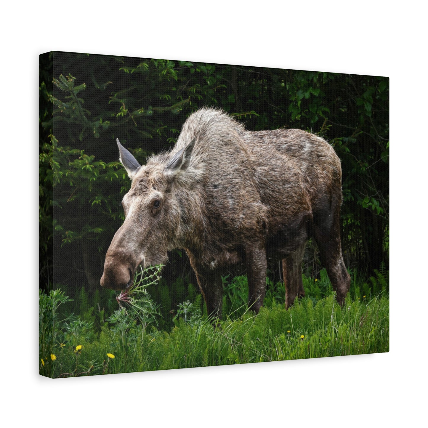 Wild Moose Matte Canvas Print — Rustic Forest Wildlife Wall Art