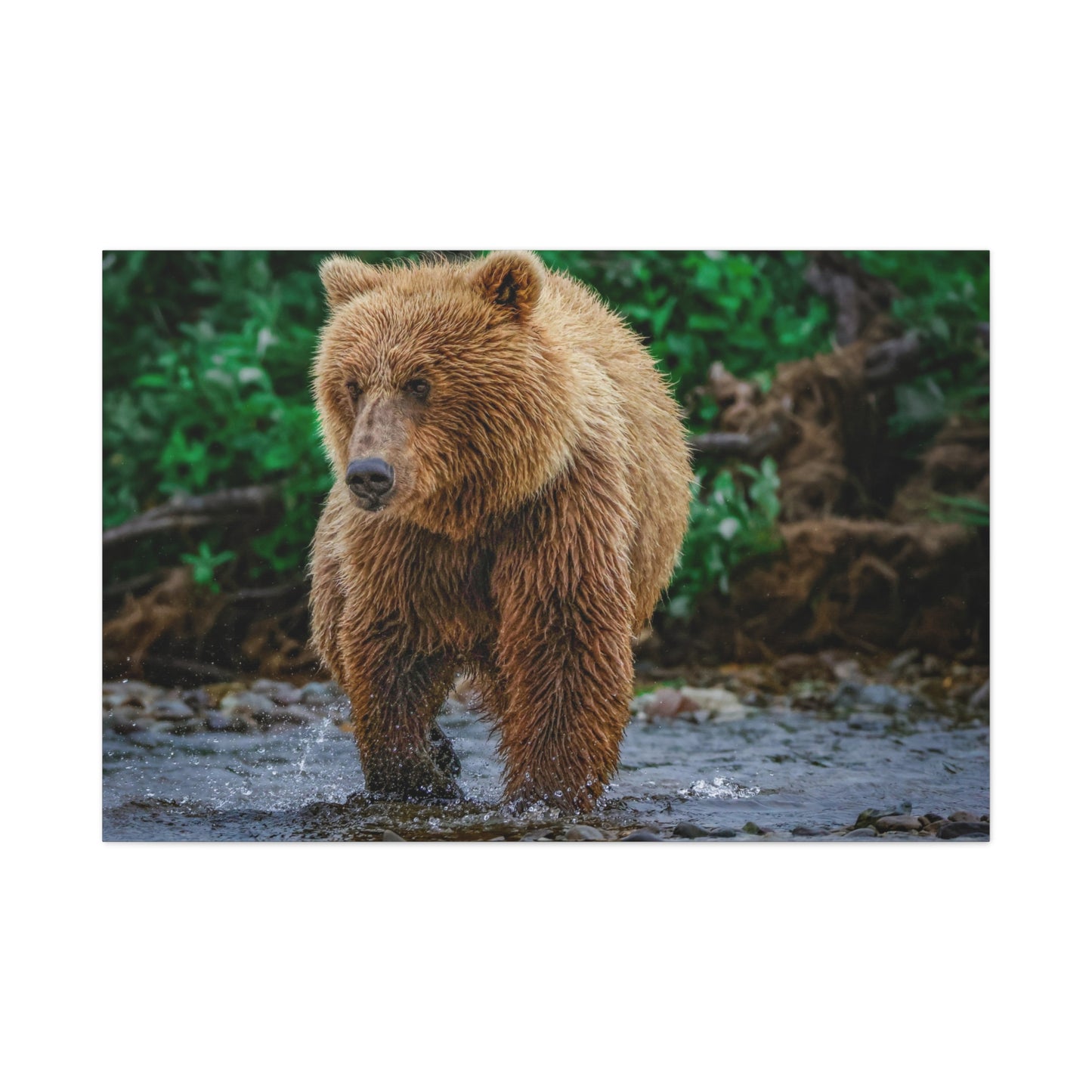 Katmai Brown Bear Wildlife Canvas Print Stretched Matte Nature Wall Art