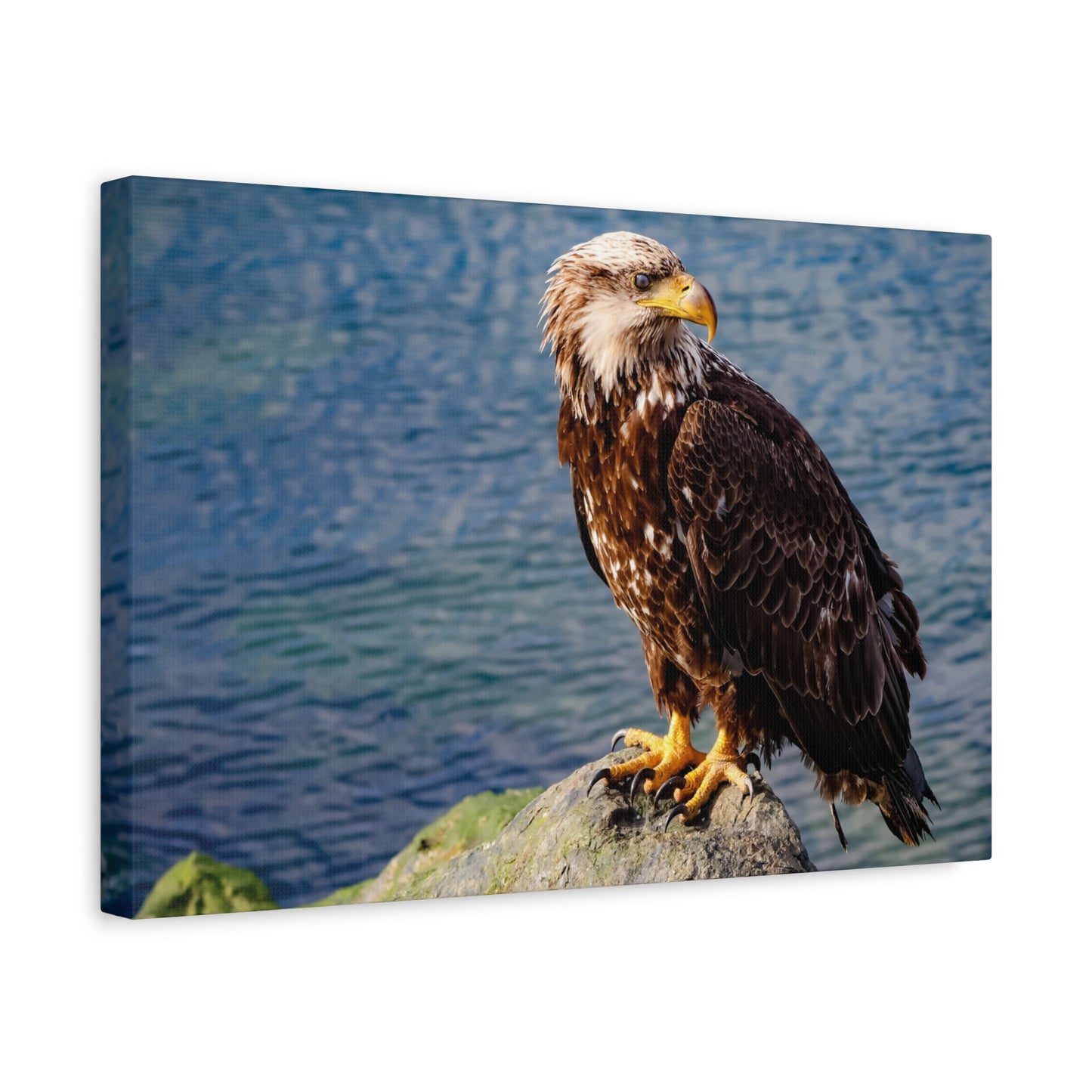 Bald Eagle Wildlife Canvas Print ~ Matte Stretched Wall Art