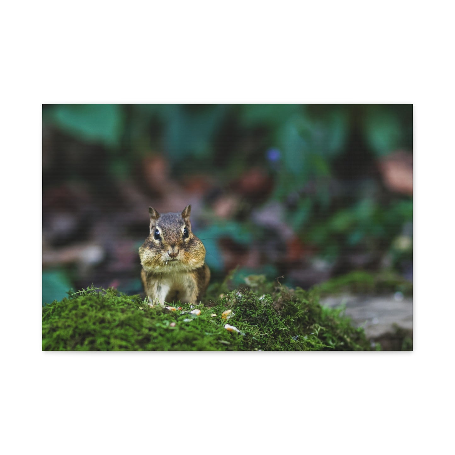 Chipmunk on Moss