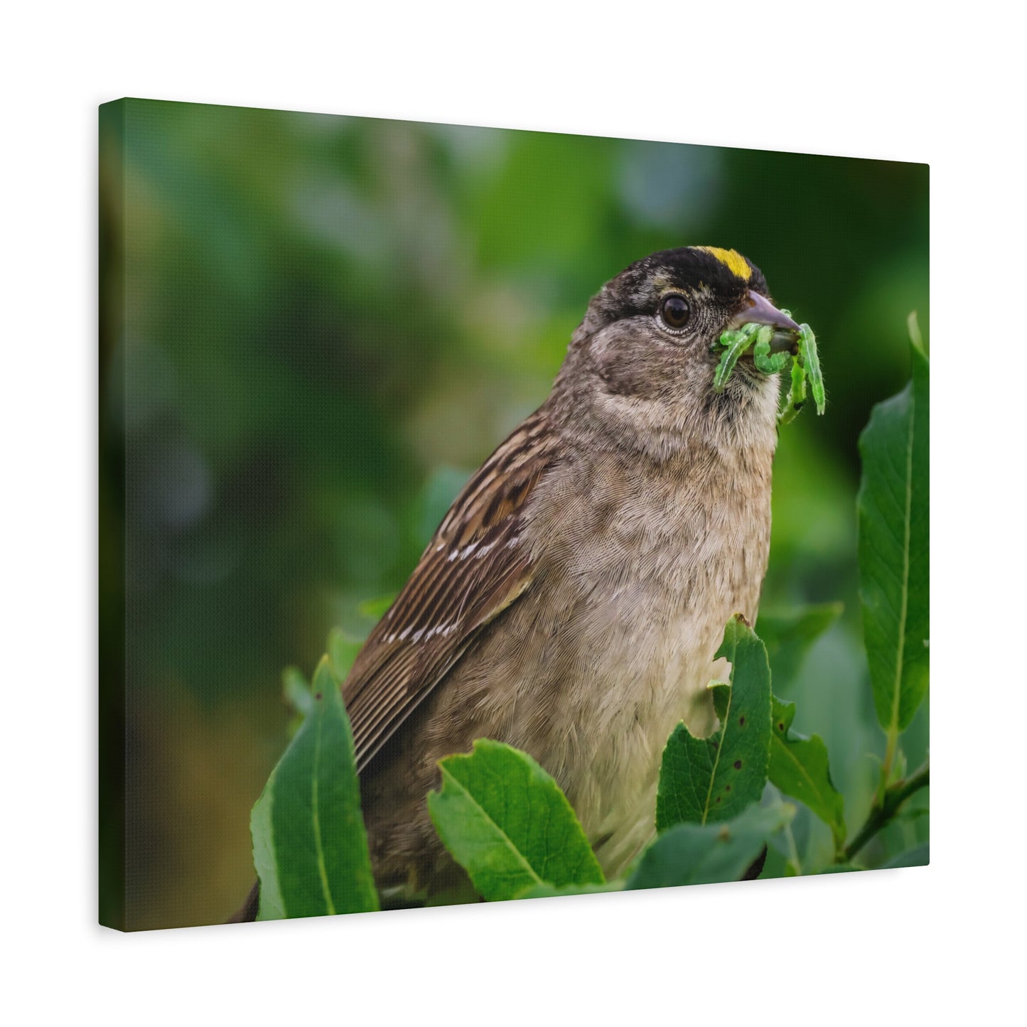 Golden-Crowned Sparrow Canvas Print, Bird Photography Wall Art