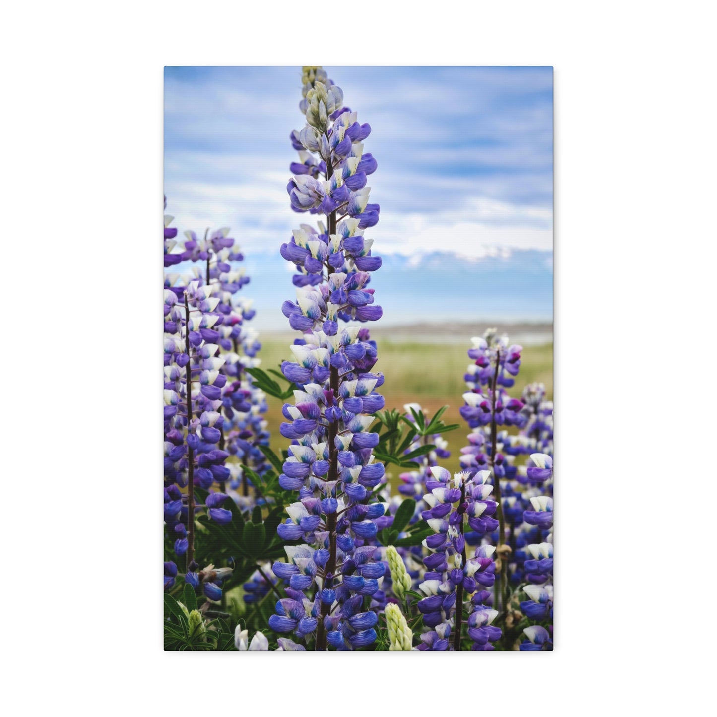 Lupine Field Matte Stretched Canvas