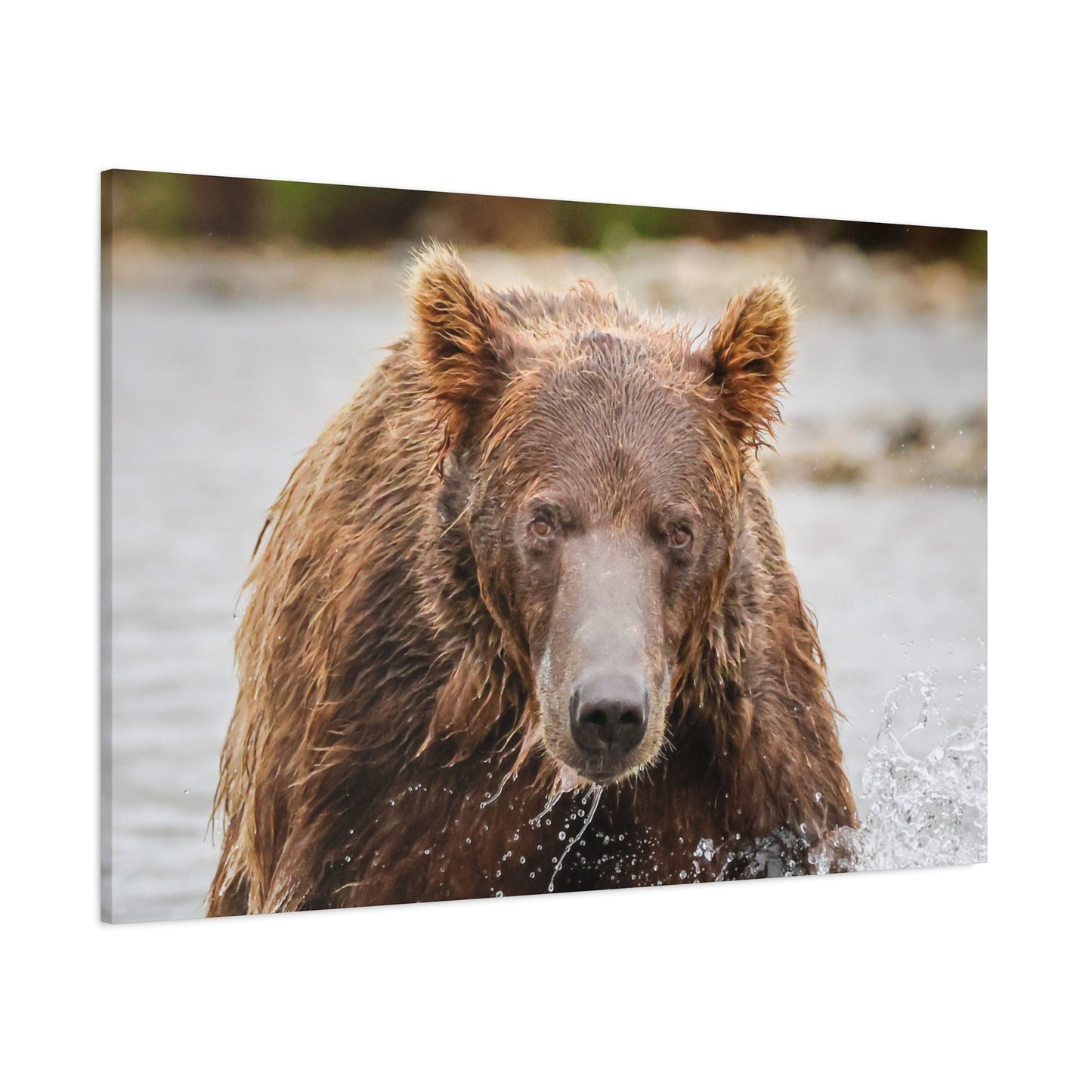 Katmai Brown Bear of Alaska Close-Up Matte Canvas Print ~ Wildlife Wall Art, 1.25" Stretched