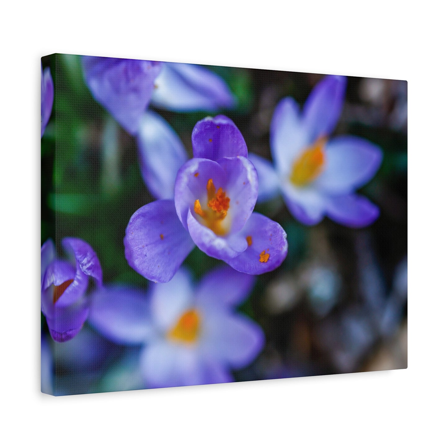 Purple Crocus Blossom Matte Canvas Print, Spring Floral Wall Art