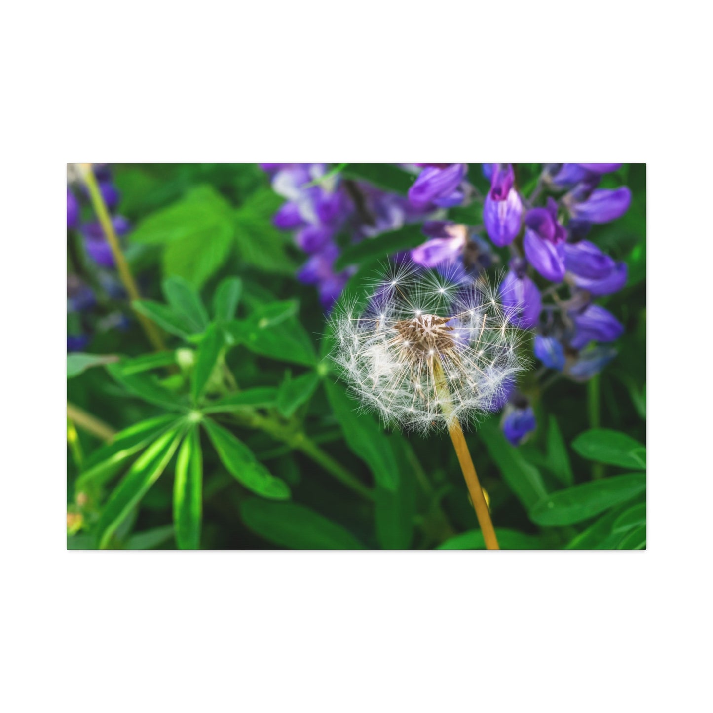 Where Wildflowers Gather ~ Dandelion & Lupine Canvas Print