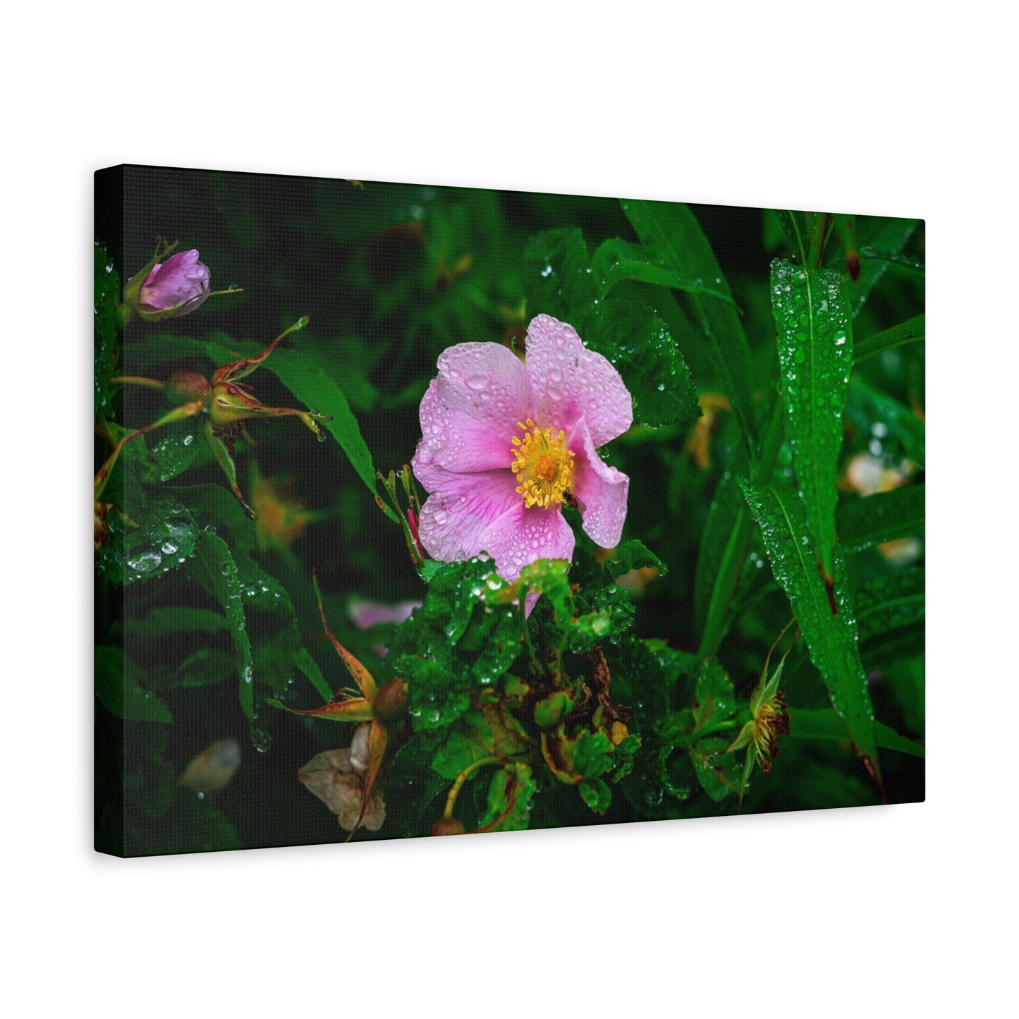 Pink Rosehip Wildflower Dew Matte Canvas Print — Stretched 1.25"