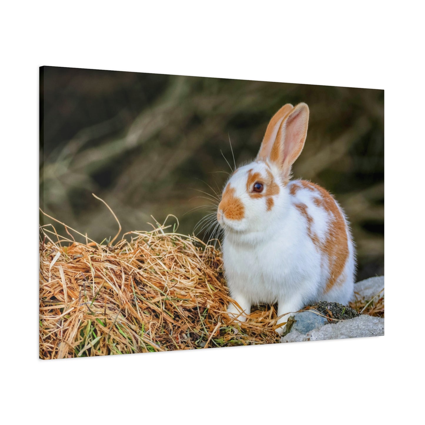 A Quiet Little Rabbit ~ Matte Stretched Canvas Print
