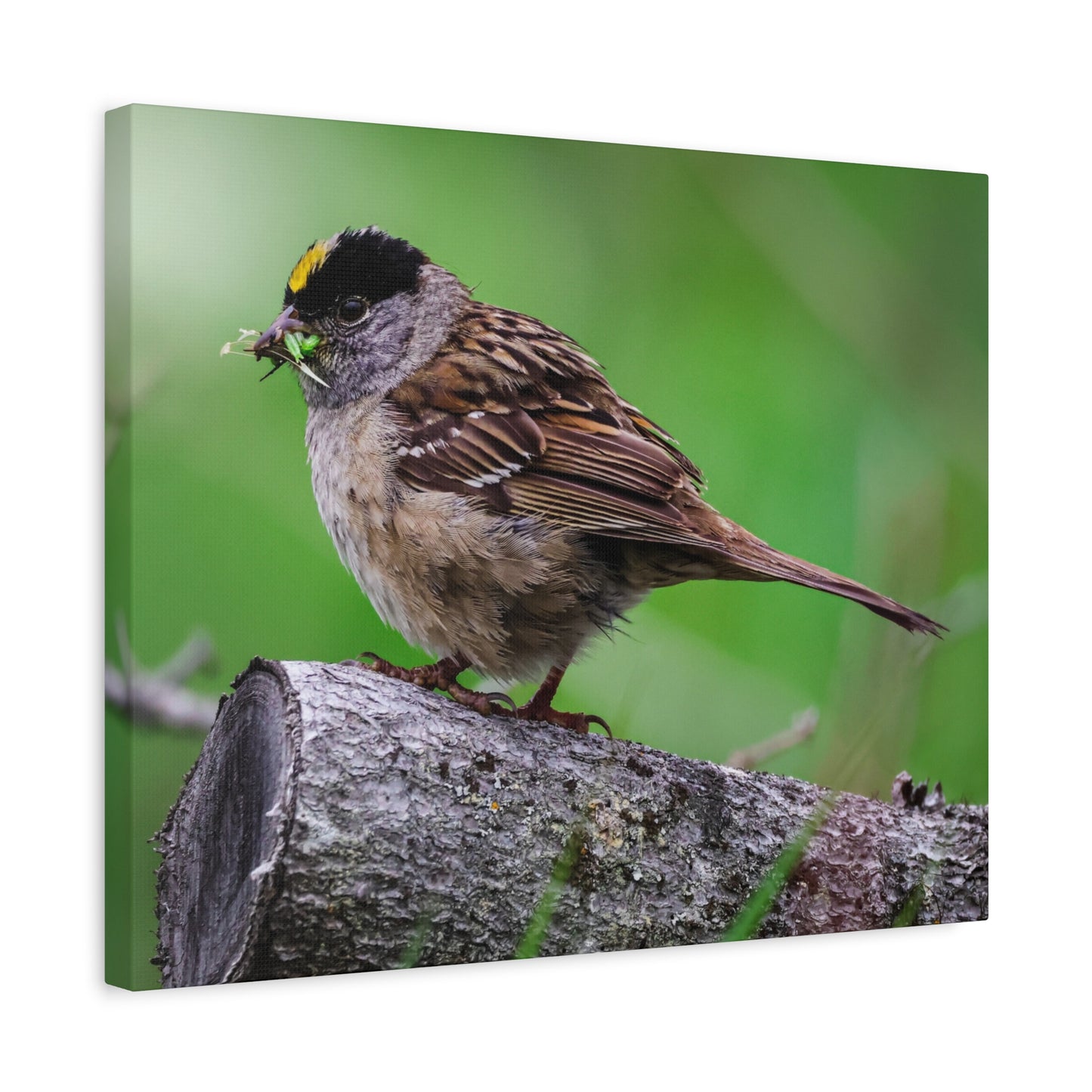 Golden-Crowned Sparrow Canvas Print — Matte Stretched Wall Art