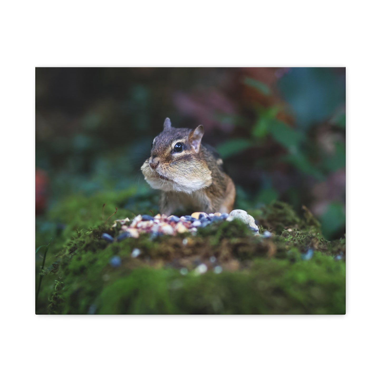 Chipmunk Close-Up Matte Canvas Wall Art ~ Cute Wildlife Photography