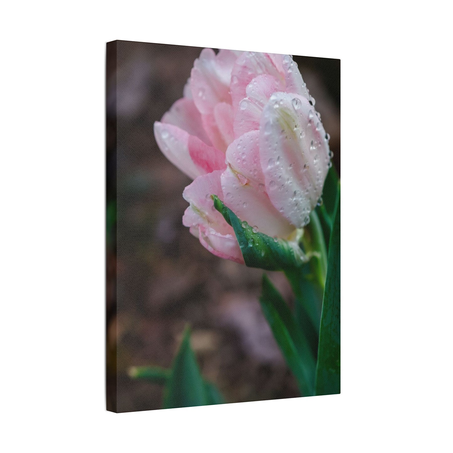 Pale Pink Tulip Close-Up with Rain Drops