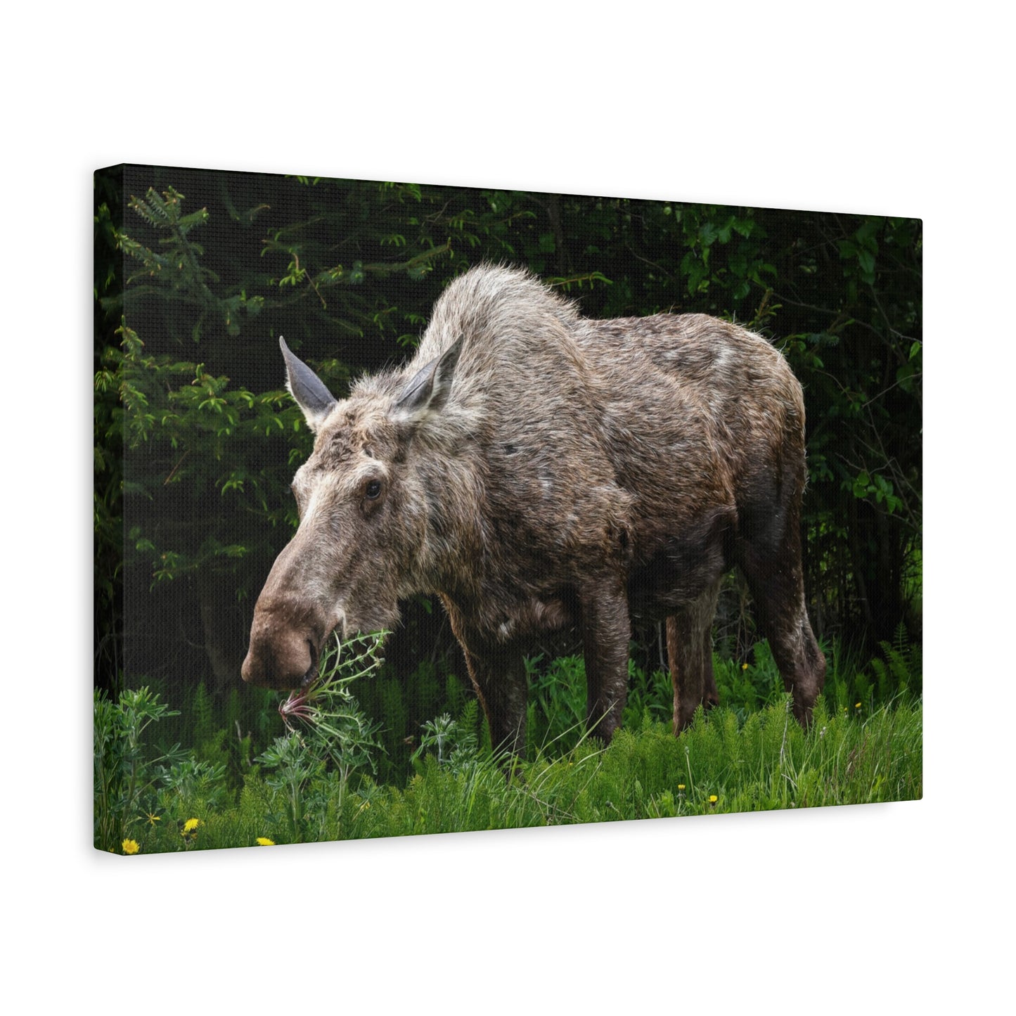 Wild Moose Matte Canvas Print — Rustic Forest Wildlife Wall Art