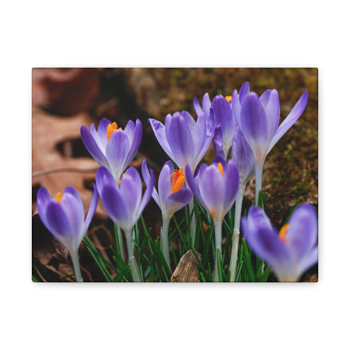 Purple Crocus Flower Canvas Stretched Matte Canvas