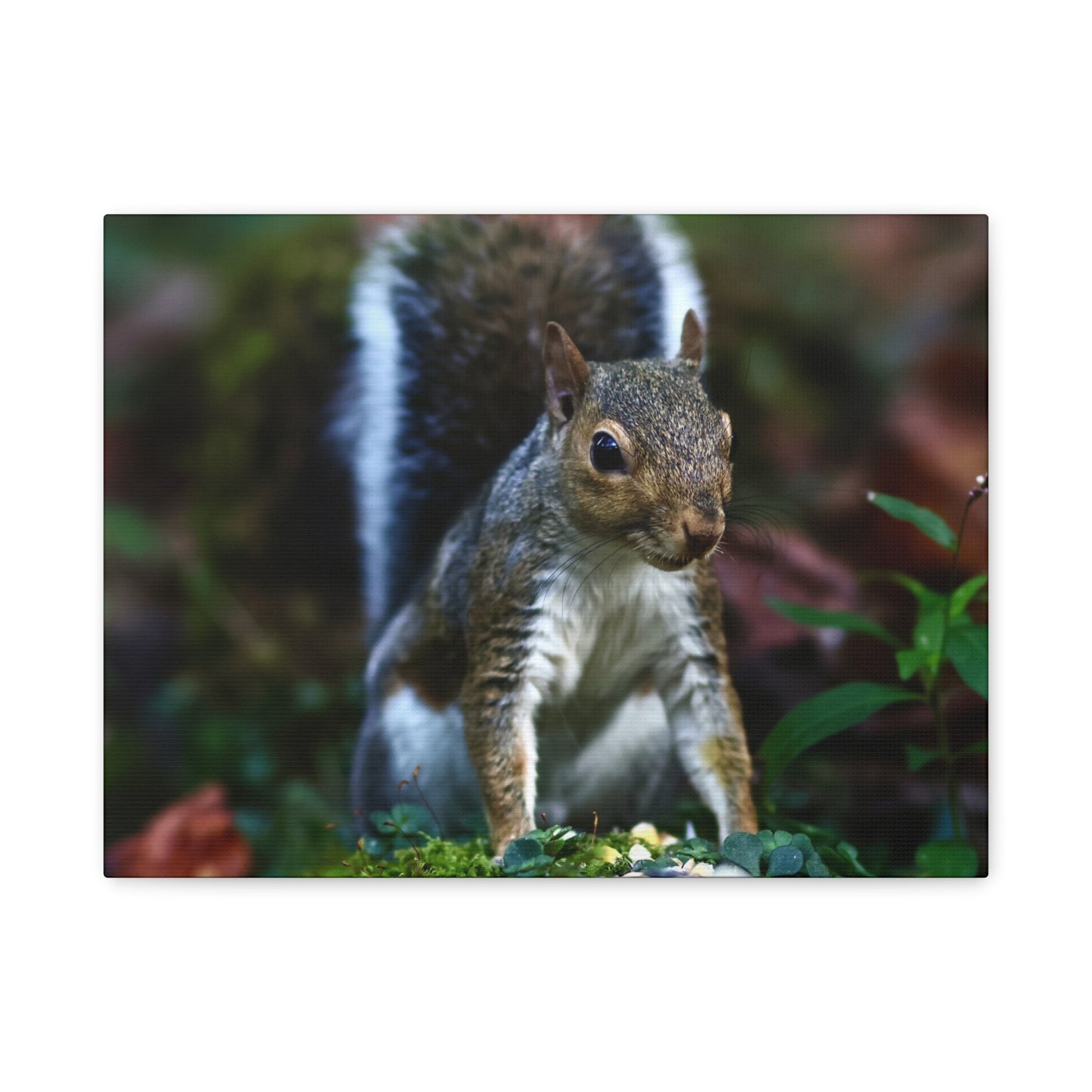 Squirrel Wildlife Matte Canvas Print — Woodland Nature Wall Art