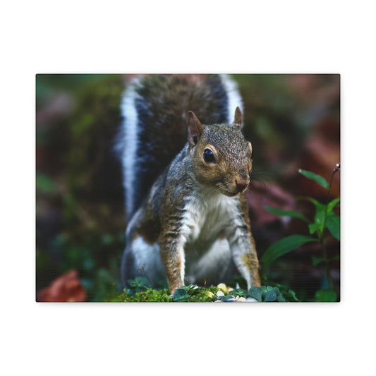 Squirrel Wildlife Matte Canvas Print — Woodland Nature Wall Art