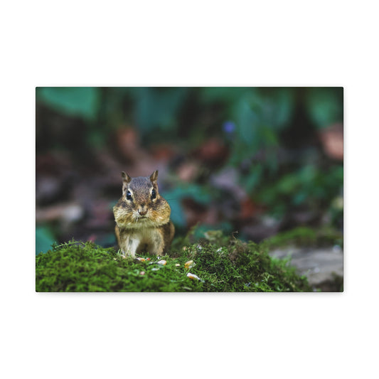 Chipmunk on Moss