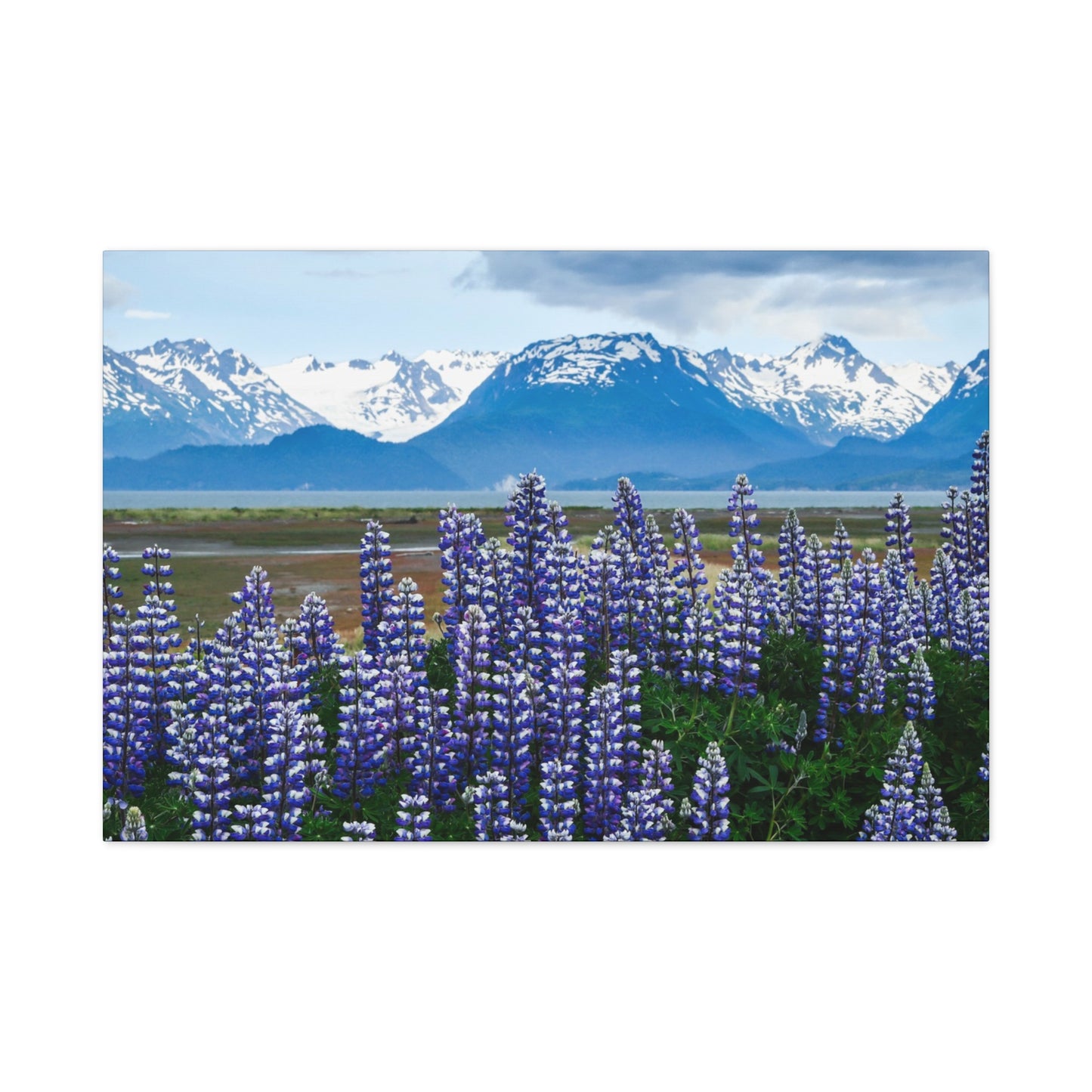 Lupine Coastal Canvas Print — Purple Wildflower Wall Art