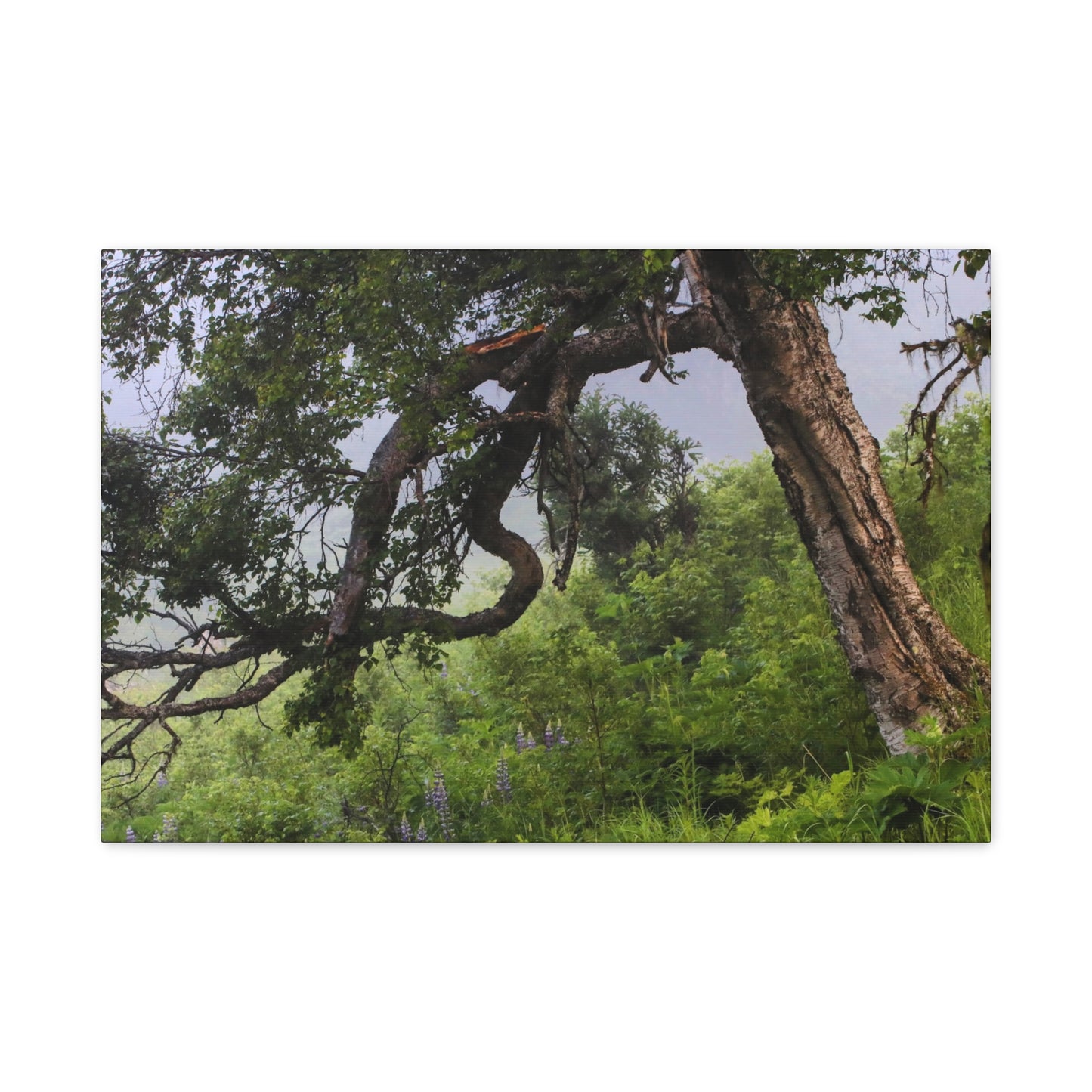 Birch Tree & Purple Lupine Matte Canvas Print ~ Stretched 1.25"