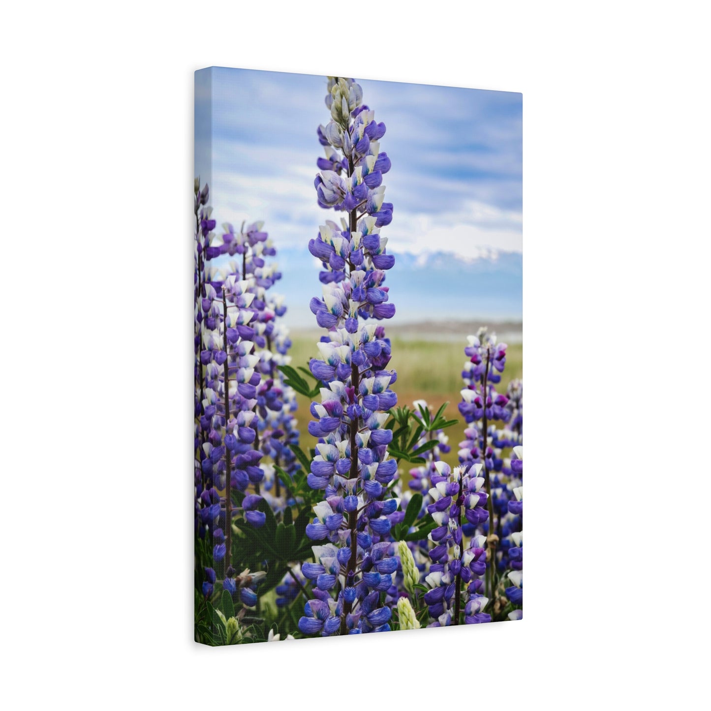 Lupine Field Matte Stretched Canvas
