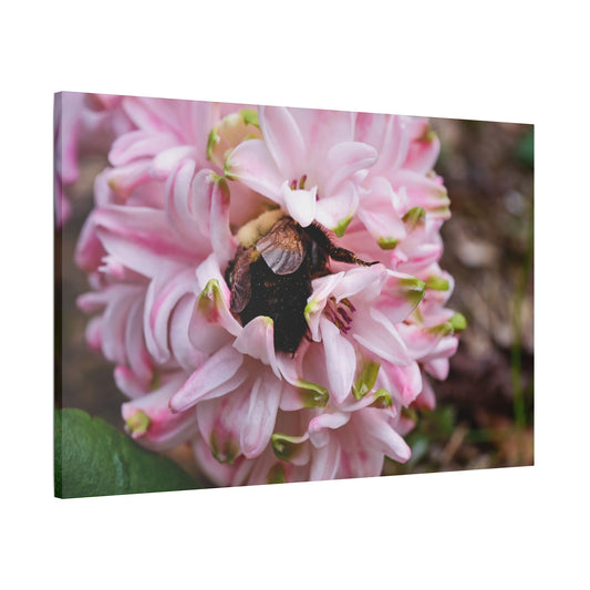 Pink Hyacinth Bee Canvas