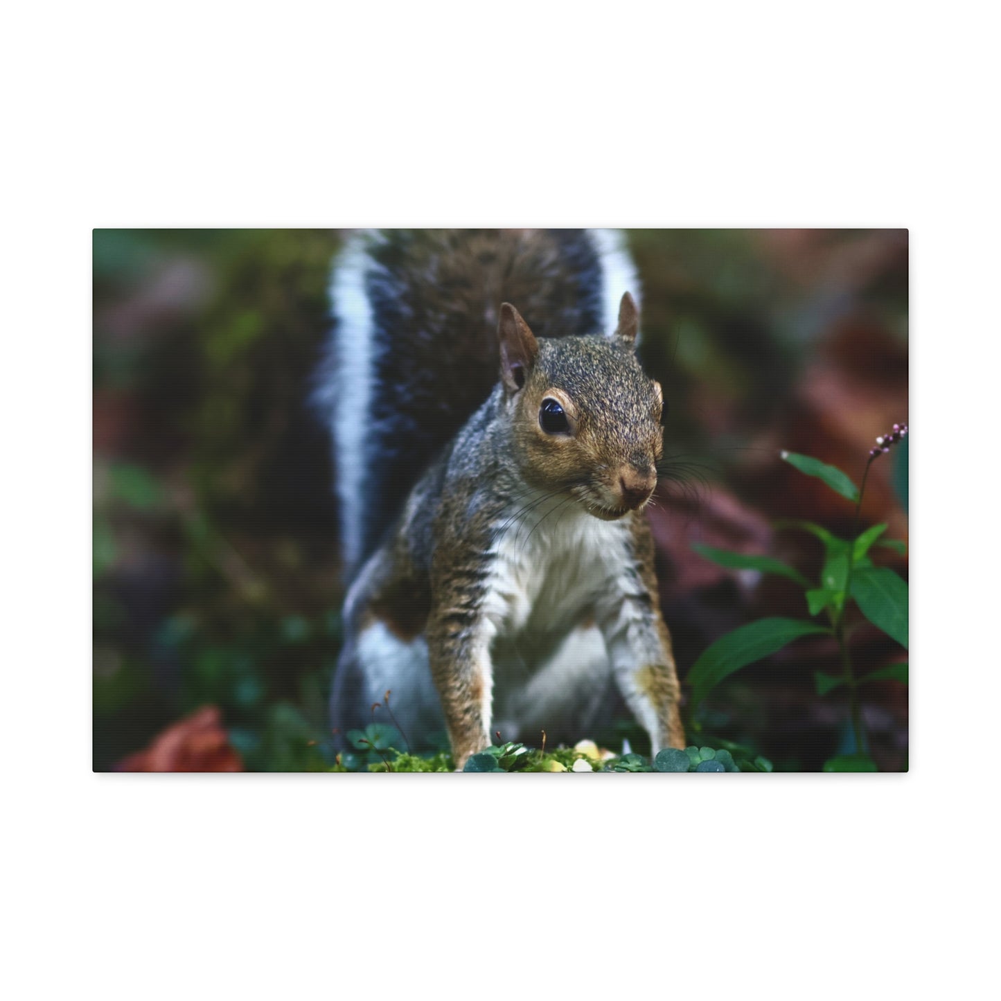 Squirrel Wildlife Matte Canvas Print — Woodland Nature Wall Art