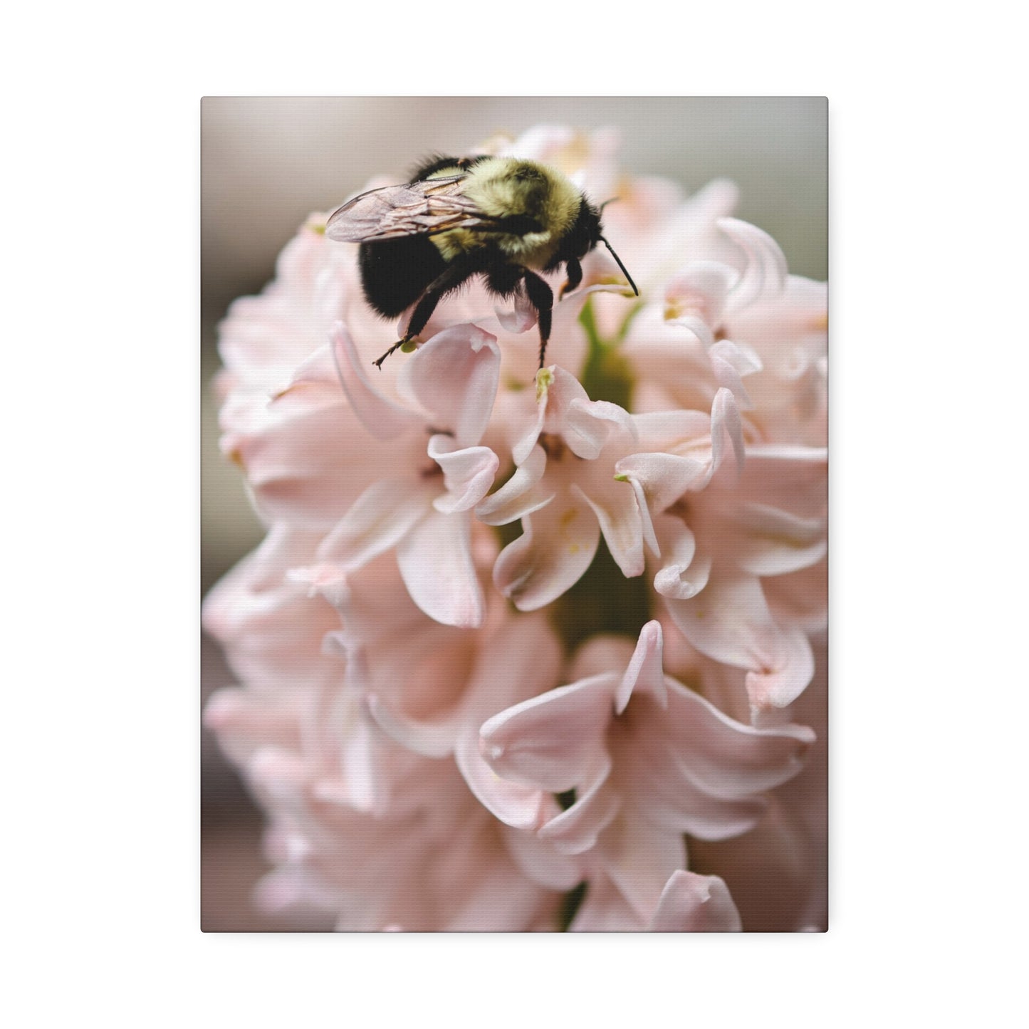 Bee on Pink Hyacinth Canvas Print ~ Botanical Wall Art