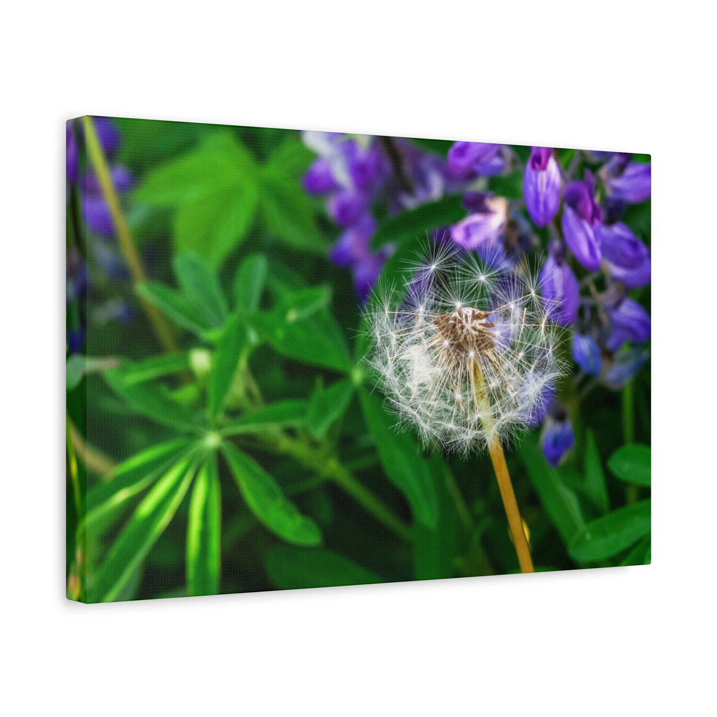 Where Wildflowers Gather ~ Dandelion & Lupine Canvas Print
