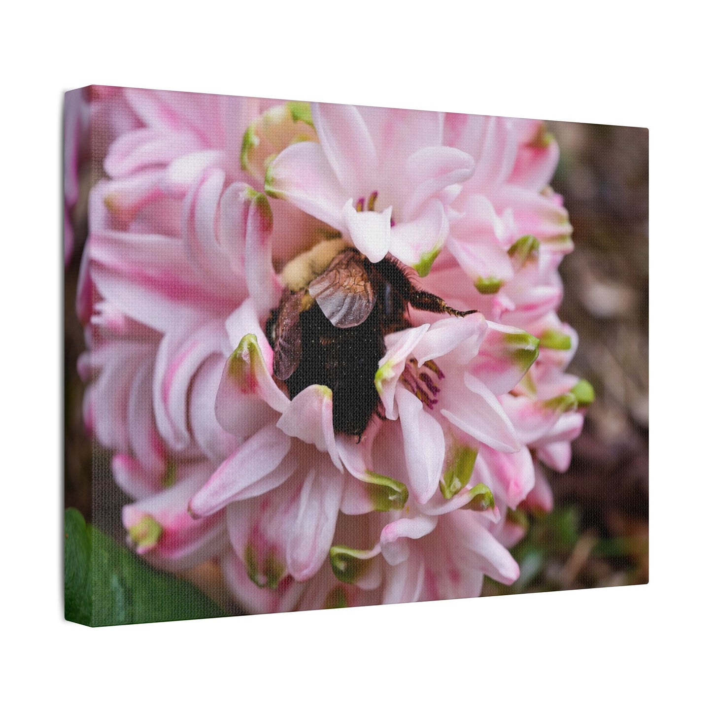Pink Hyacinth Bee Canvas