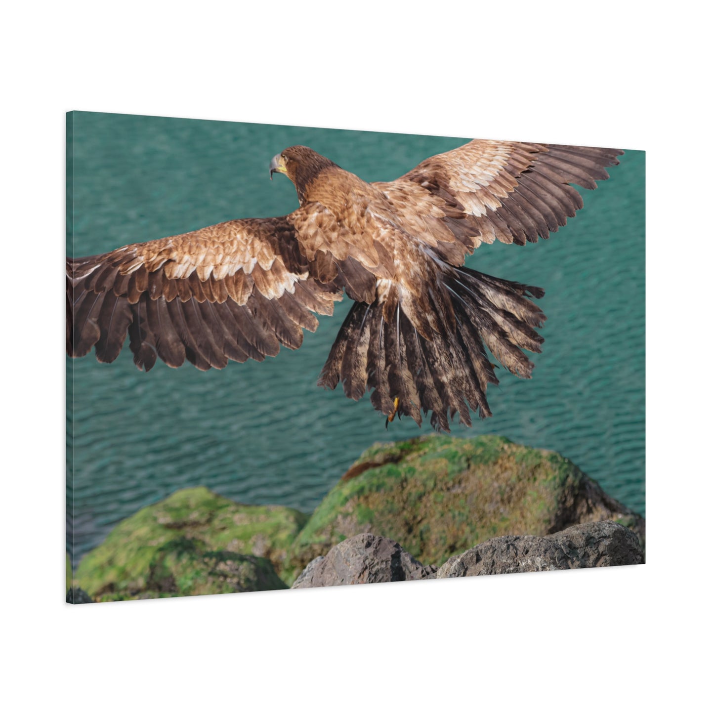 Young Eagle Over Open Water – A Quiet Coastal Canvas Print