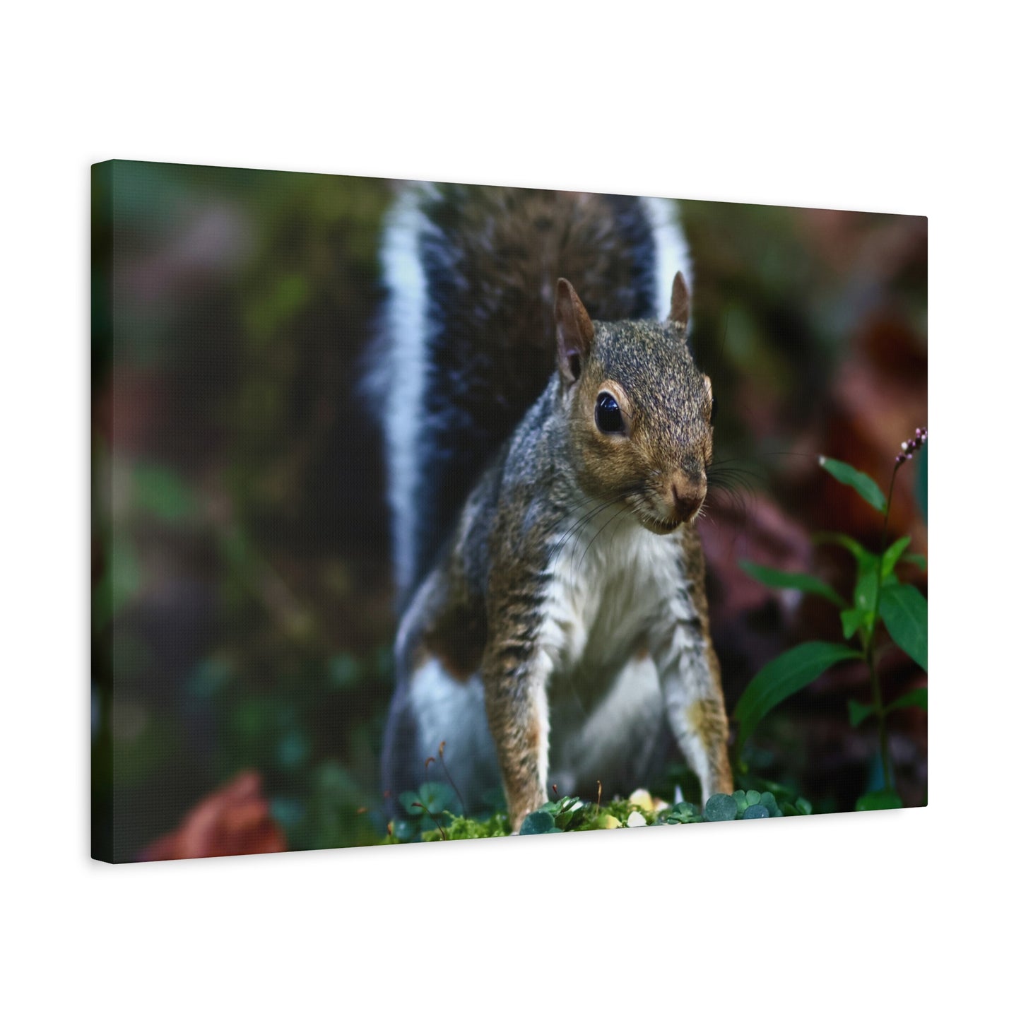 Squirrel Wildlife Matte Canvas Print — Woodland Nature Wall Art