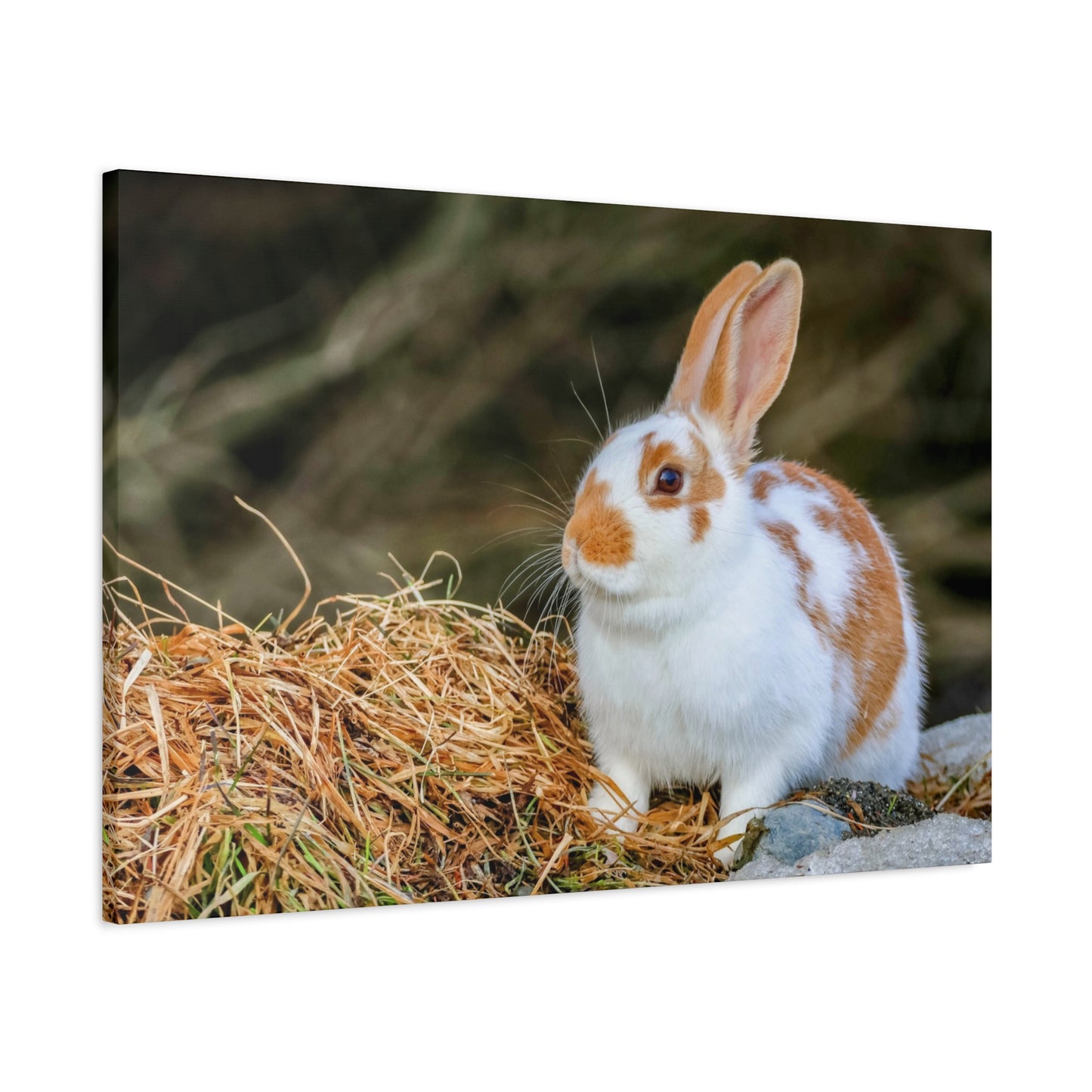 Rabbit Canvas Wall Art ~ Cute Brown & White Bunny Matte Stretched Canvas