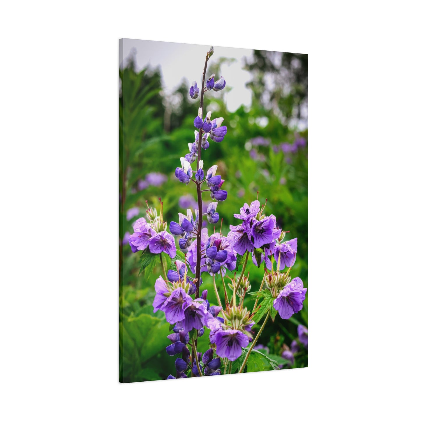 Purple Wildflower Canvas Print – A Quiet Botanical Study