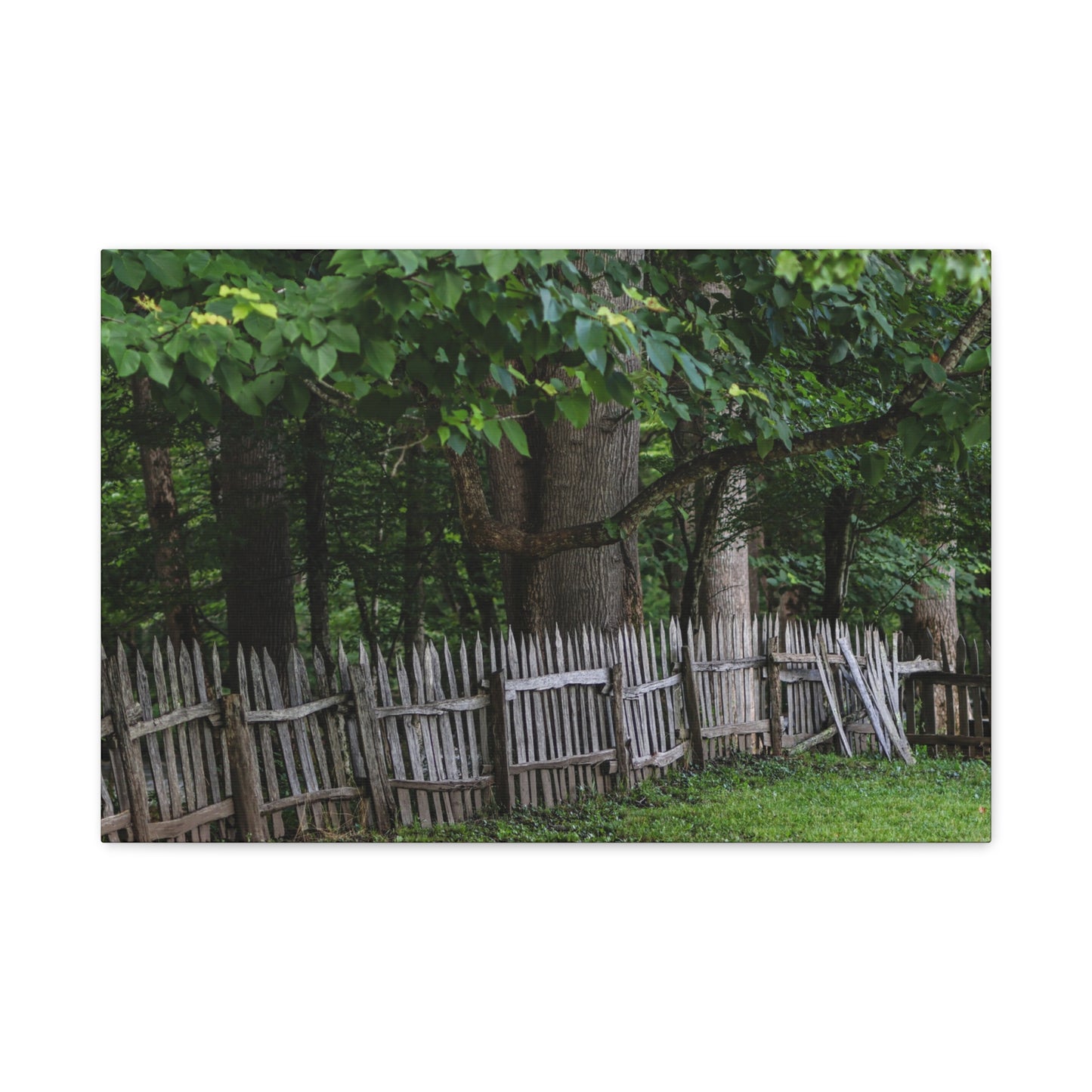 Rustic Split-Rail Fence Canvas Wall Art ~ Forest Landscape Matte Stretched Print