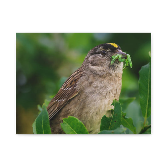 Golden-Crowned Sparrow Canvas Print, Bird Photography Wall Art