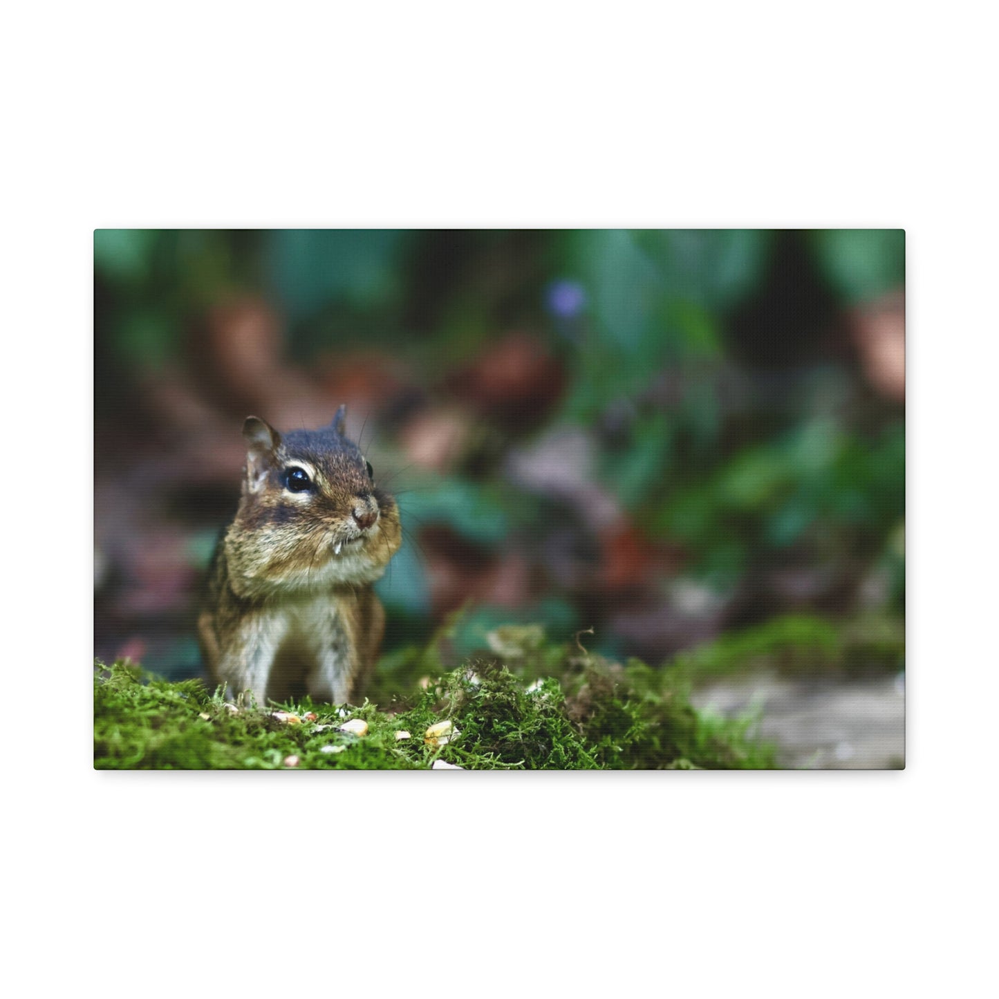 Chipmunk in Moss Matte Canvas Wall Art — Woodland Wildlife Photography Stretched Print