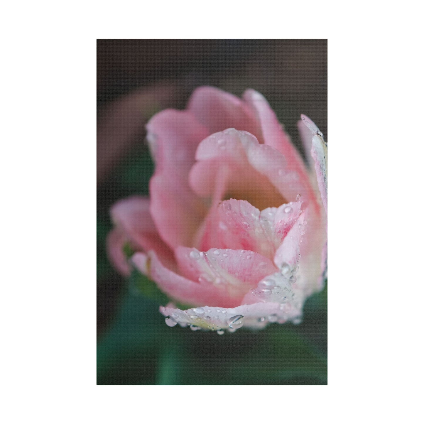 Tulip with Dew Drops