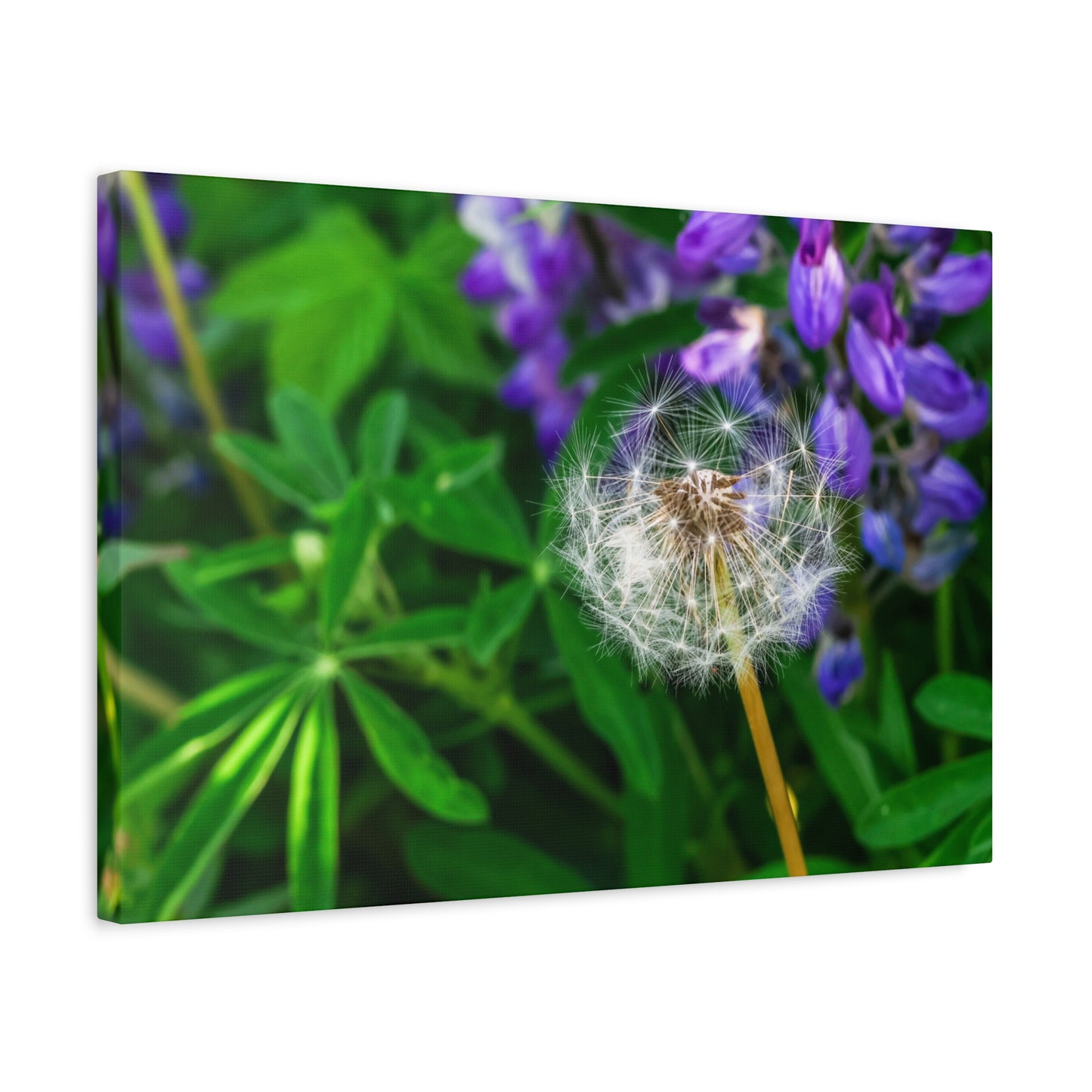 Where Wildflowers Gather ~ Dandelion & Lupine Canvas Print