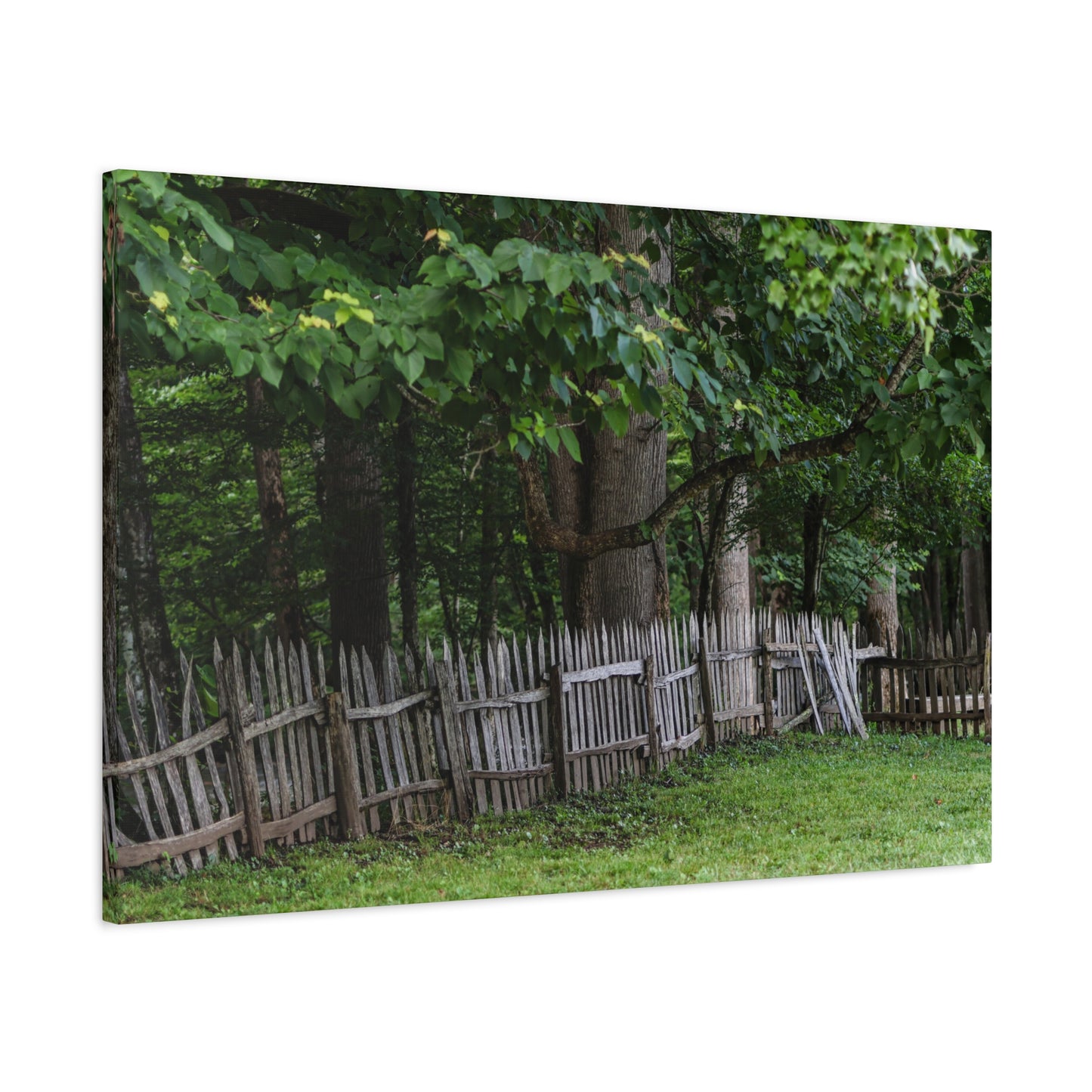 Rustic Split-Rail Fence Canvas Wall Art ~ Forest Landscape Matte Stretched Print