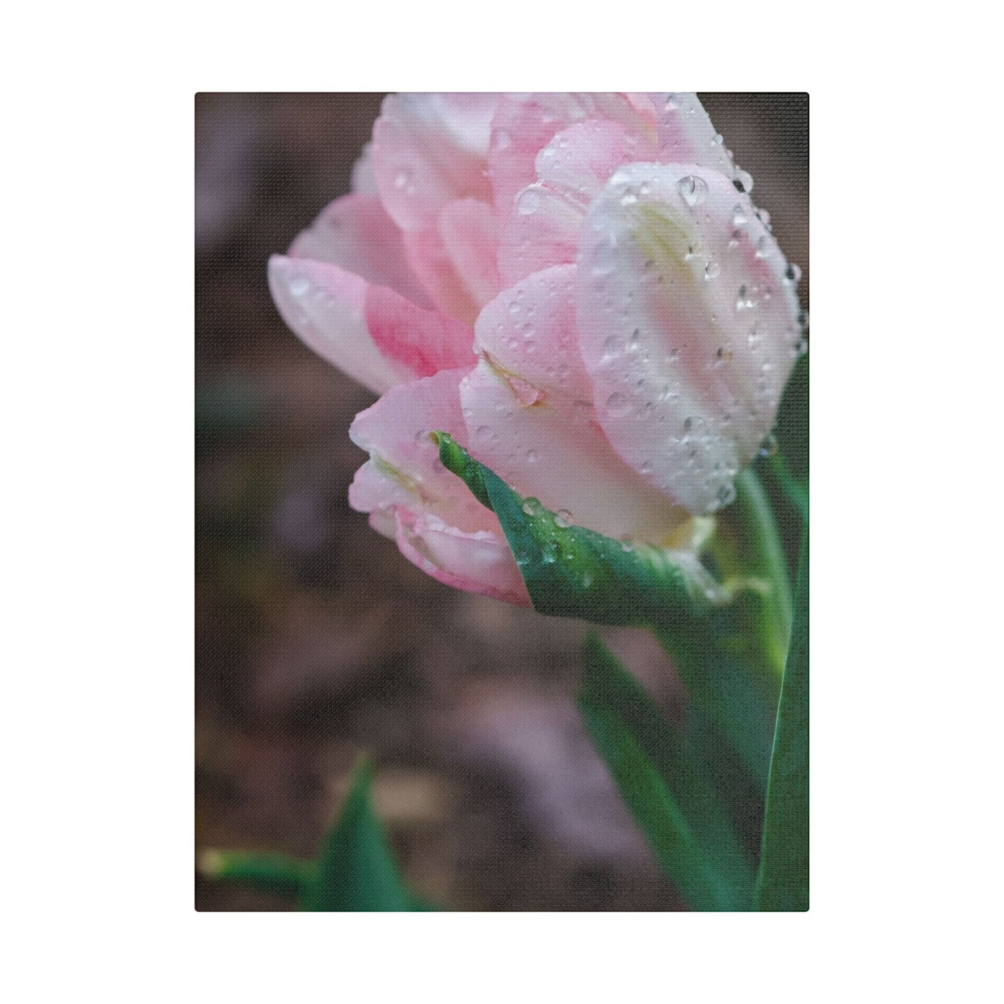 Pale Pink Tulip Close-Up with Rain Drops