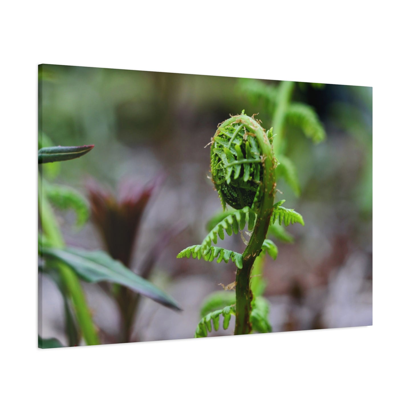 Where the Fern Unfurls ~ Matte Botanical Canvas Print