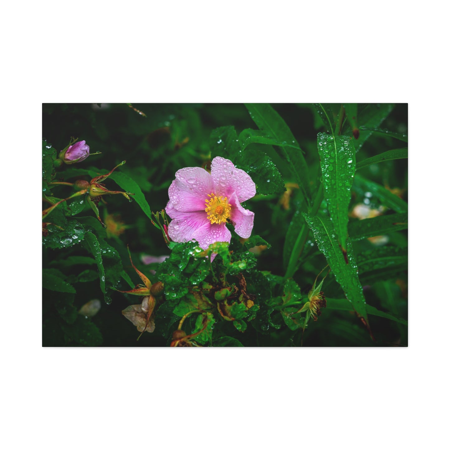 Pink Rosehip Wildflower Dew Matte Canvas Print